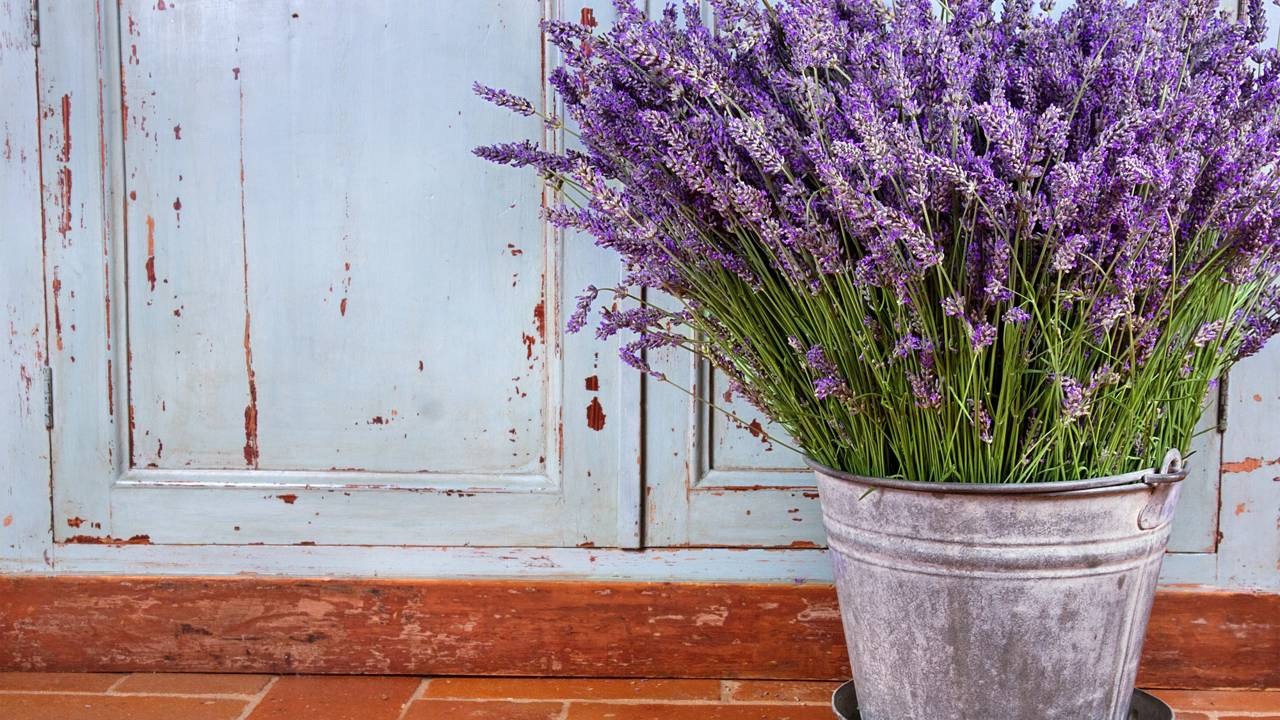 A lavanda, uma das plantas recomendadas para o quarto, possui propriedades calmantes que ajudam a induzir o sono. Vaso de lavanda roxa em balde metálico rústico, com porta azul descascada e chão de terracota.