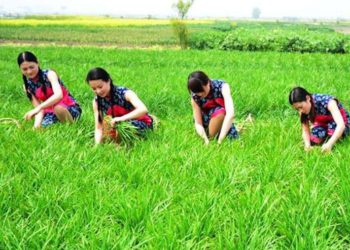 CoinGecko調查報告：DeFi「農民」平均 ROI 高達 500%，但大多不懂智能合約