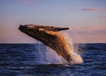 沈睡8年，巨鯨將「1.5億美元」比特幣全數轉出！2,207 BTC已漲50,000%