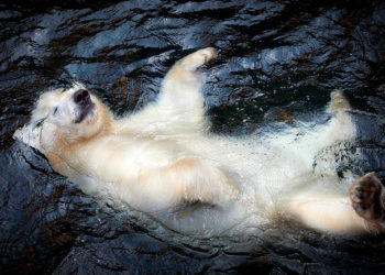 熊市如何找到「潛力標的」？一文盤點頂級 VC 共同投資的項目