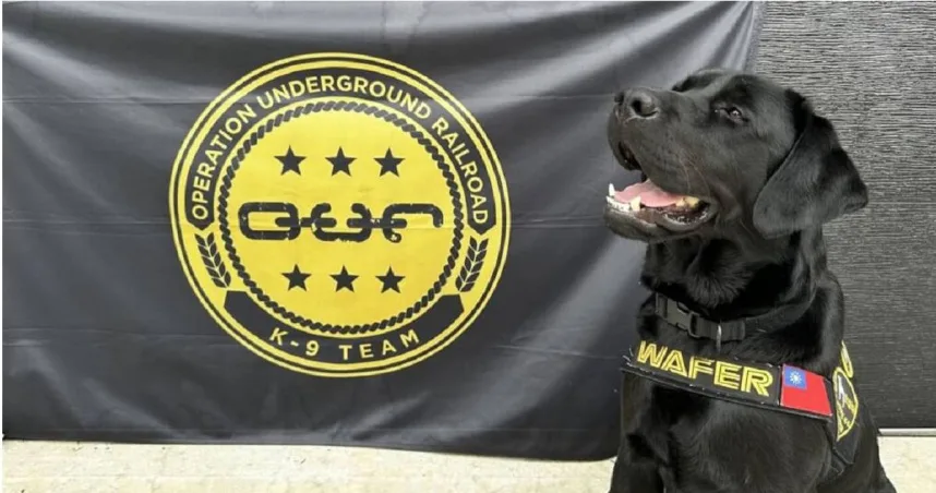緝毒犬進化「聞到冷錢包」！美國贈台灣電子偵測犬Wafer，已偵破選舉賭盤、大型毒品案