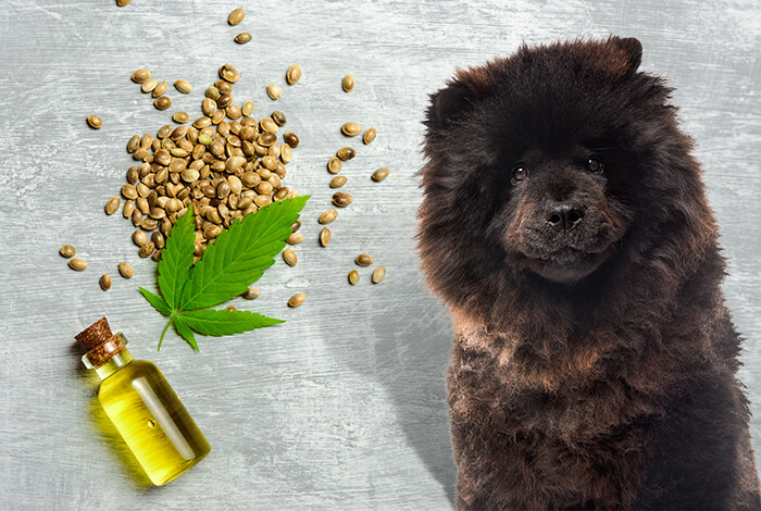 what happens if my dog gets too much hemp oil