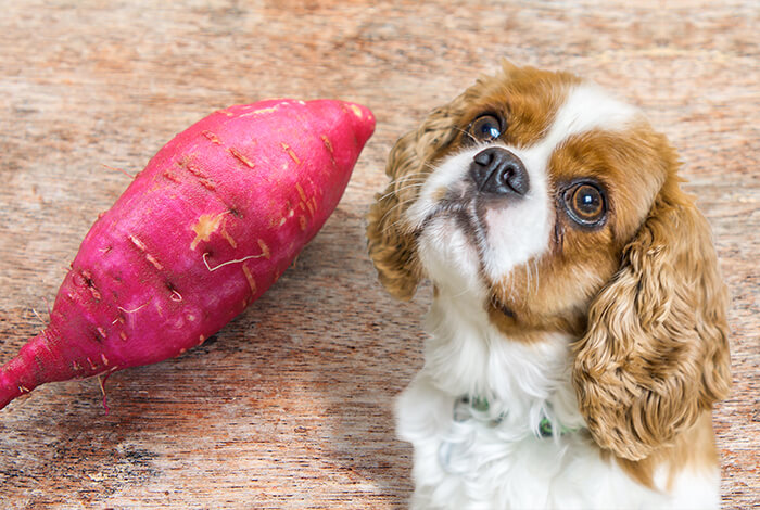 is sweet potato good for dogs