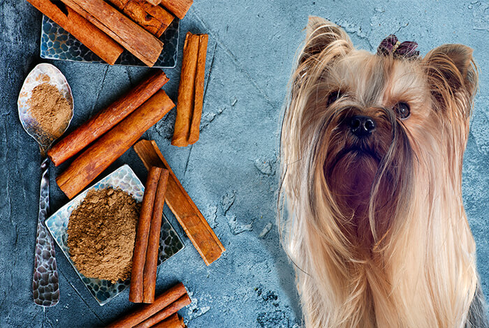 are cinnamon sticks bad for dogs