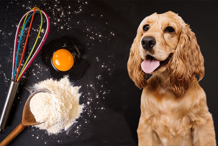 6 Healthy Dog Treat Recipes