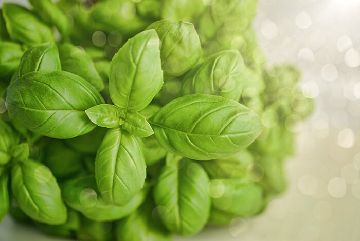 A top shot of basil leaves.