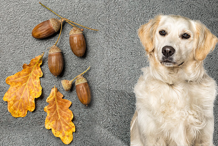 are acorns dangerous to dogs