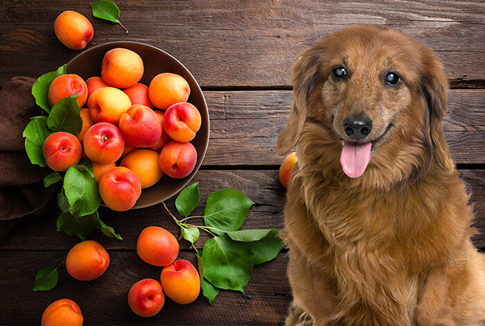 can i feed my dog dried apricots