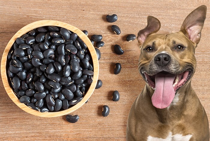 can black beans kill dogs