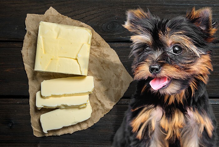 can a dog eat butter