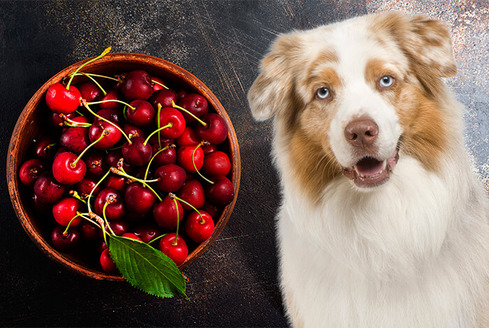 can dogs eat cherries and strawberries