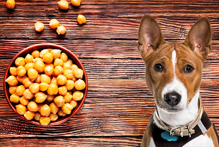 Can Dogs Eat Chickpeas, Cooked, Canned, or Dried?