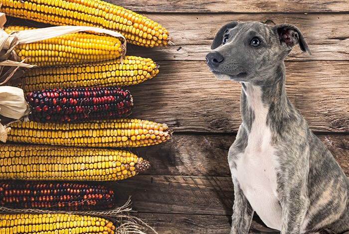 is sweet corn good for dogs