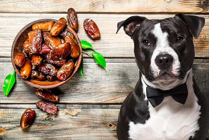 Can Dogs Eat Dates?