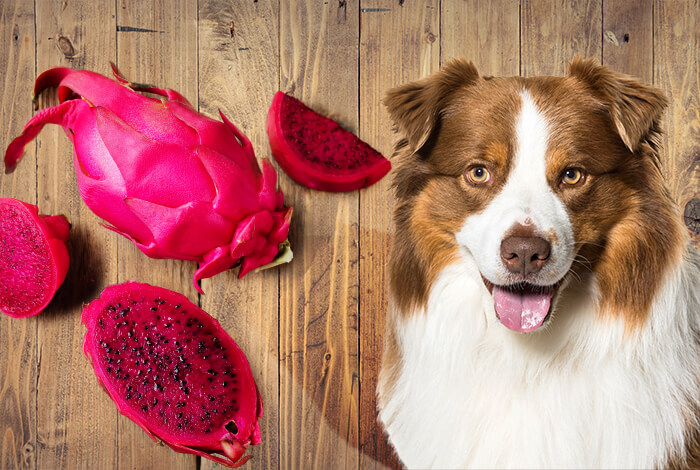 can dogs eat mangosteen fruit