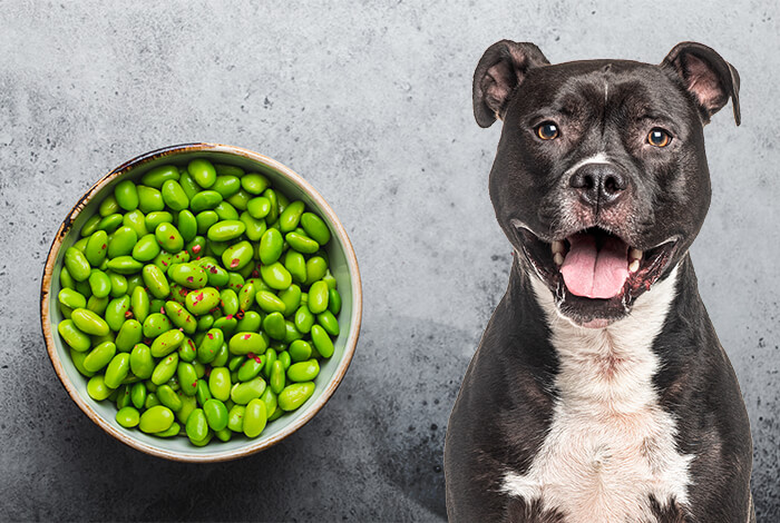 Is edamame shop safe for dogs