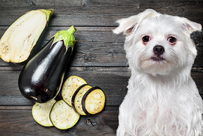 Can Dogs Eat Eggplant?