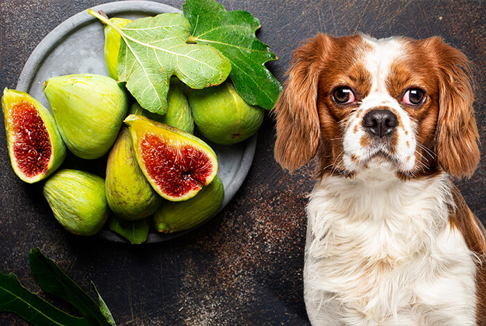 are dried figs good for dogs