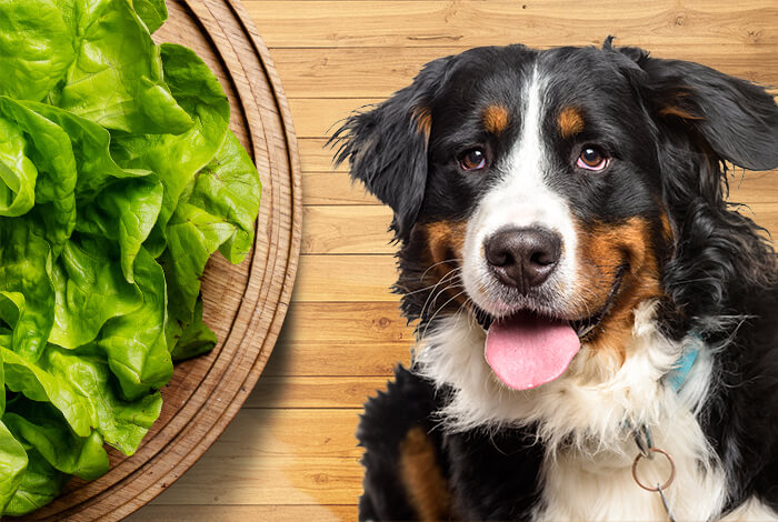 can i feed my dog lettuce