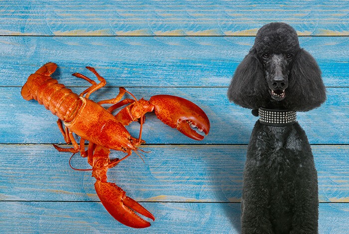 Can Dogs Eat Crawfish 