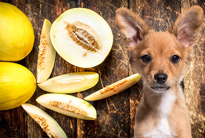 can dogs eat cantaloupe skin