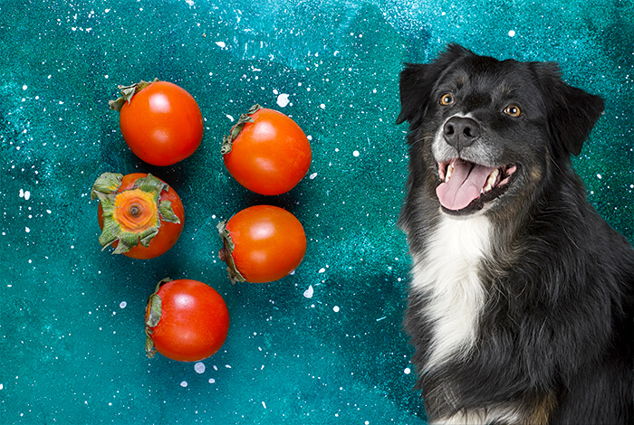 Persimmons for Dogs: Is it Safe to Share this Sweet Treat?