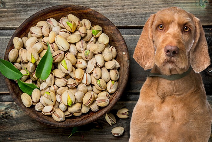 can dogs eat almonds flour