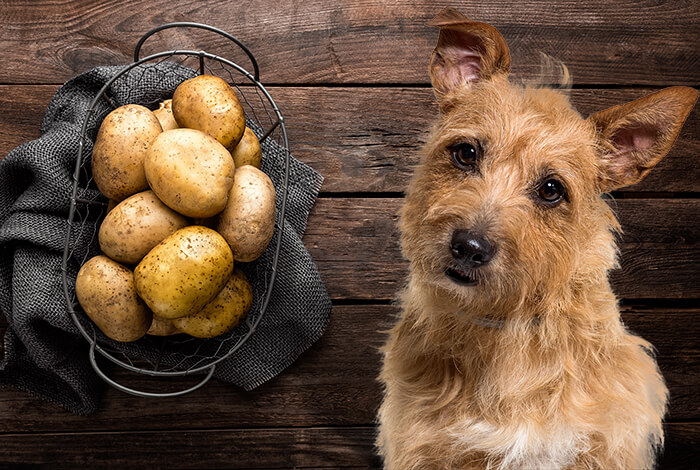 are potato peels bad for dogs