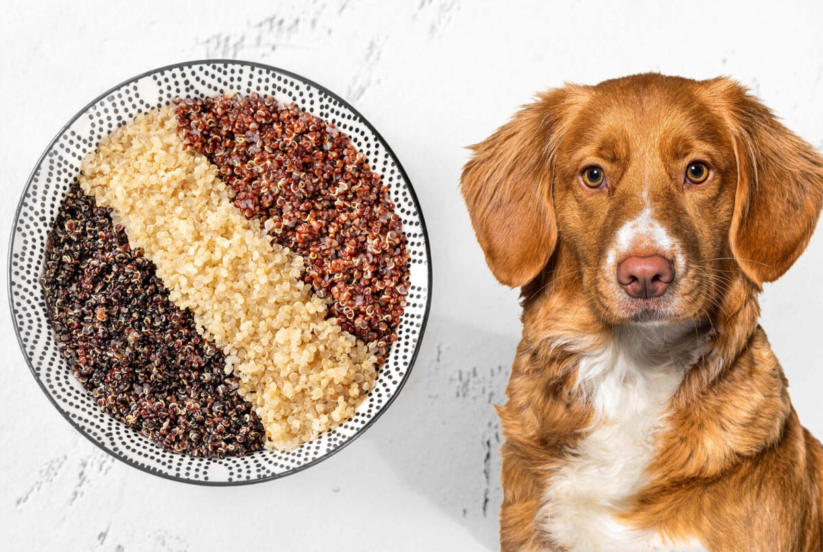 are lentils ok to feed dogs