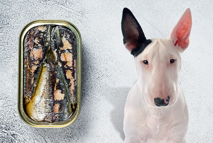 can dogs eat fresh sardines