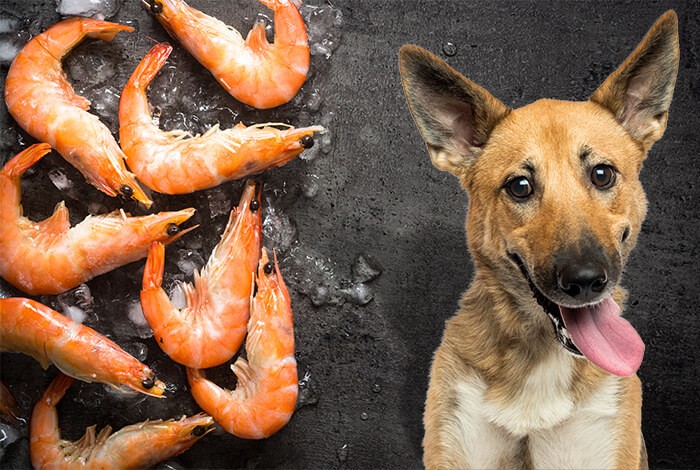 what if a dog eats a shrimp tail