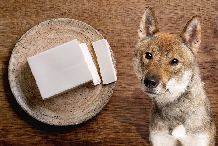 Can Dogs Eat Tofu?