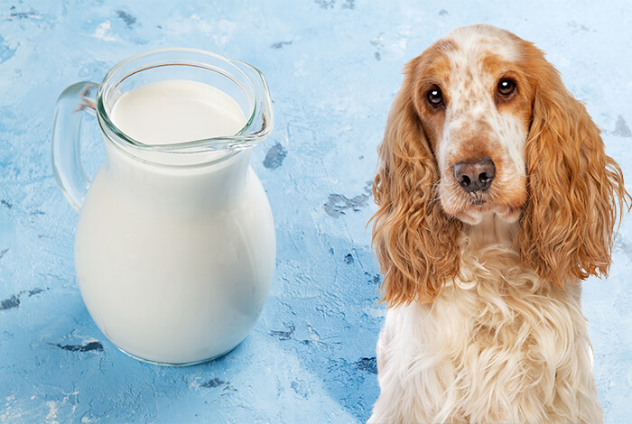 milk good for dogs