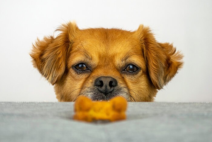 A brown furry dog is eyeing a homemade basil dog treat.