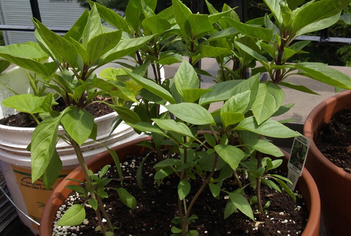 Thai basil plants grown in clay and plastic pots.