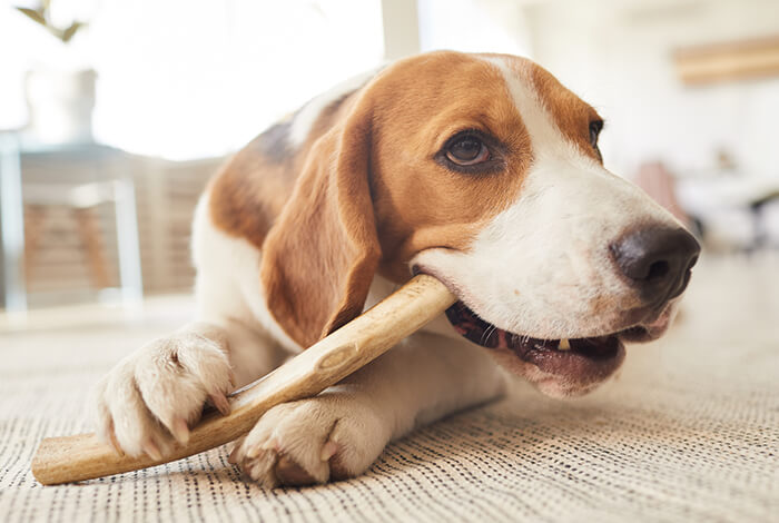 A beagle chewing on an antler chew.