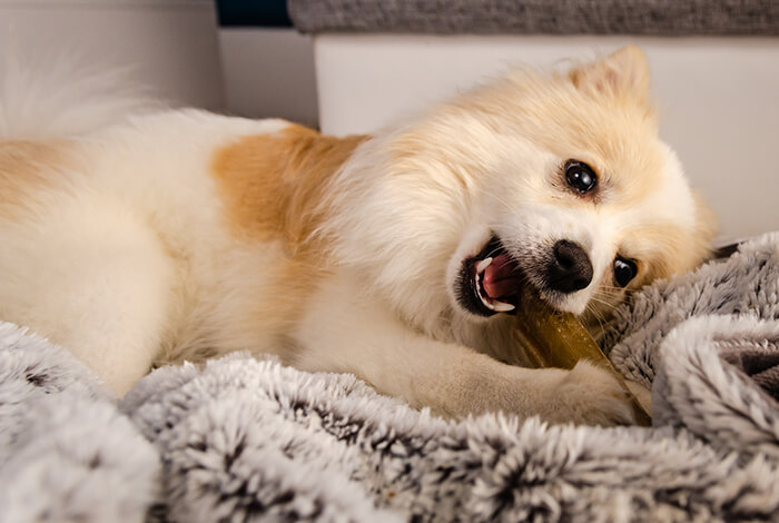 A furry dog chewing on a dog chew.