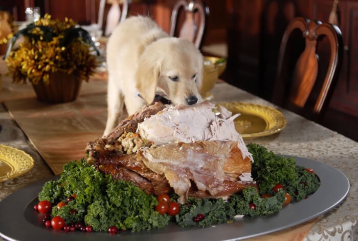 A golden retriever puppy eating a whole turkey on a table.