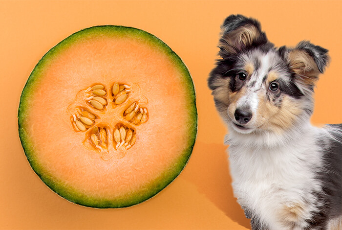 is cantaloupe bad for dogs to eat