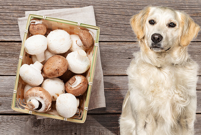 are store bought mushrooms poisonous to dogs