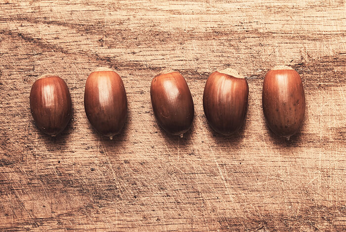 Five acorns lined up.