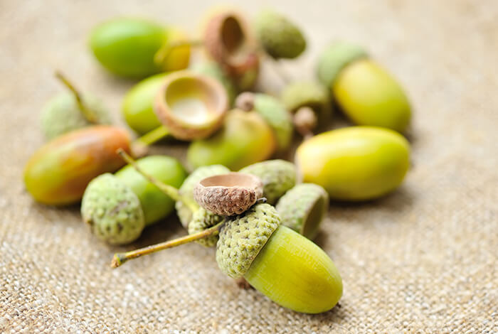 A handful of young acorns.