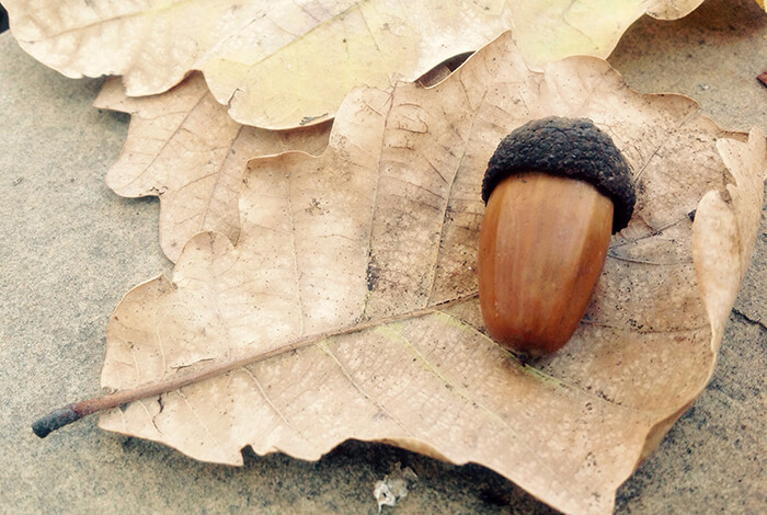 An acorn on top of dried leaves.