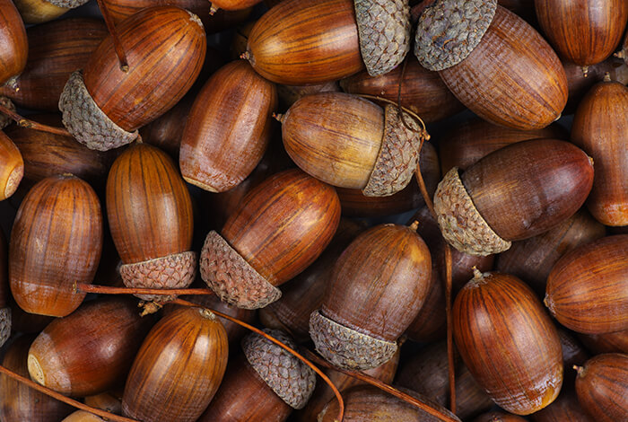 A closeup look at acorns.