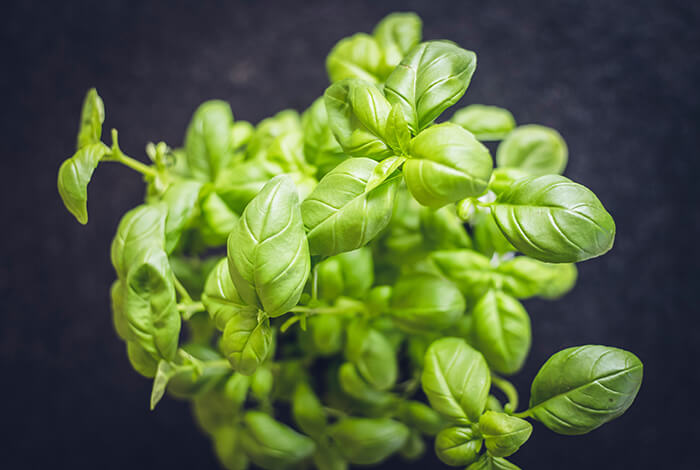 A top shot of a basil plant.