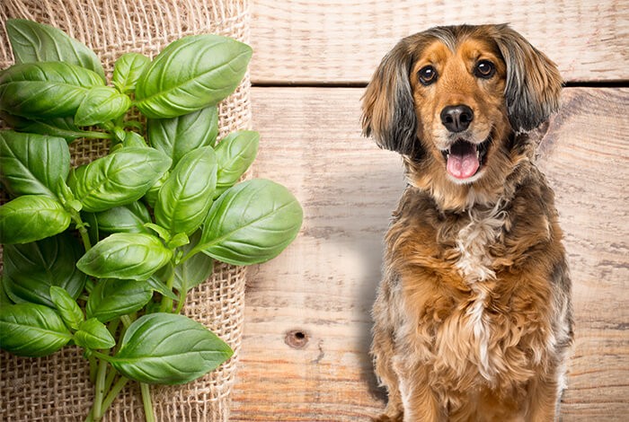 Can Dogs Eat Basil?