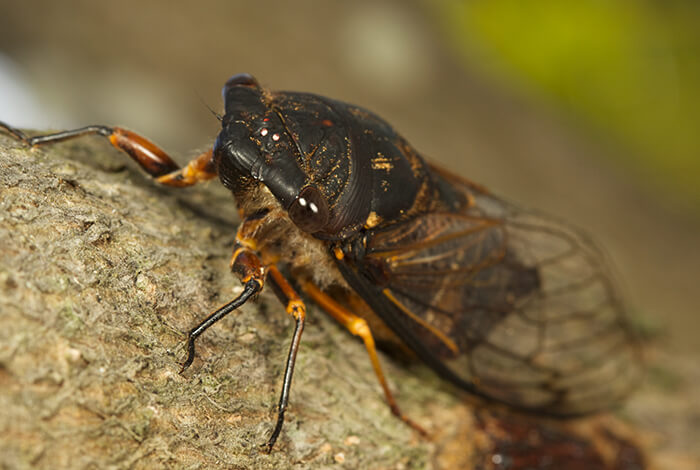 can dogs eat cicadas 1