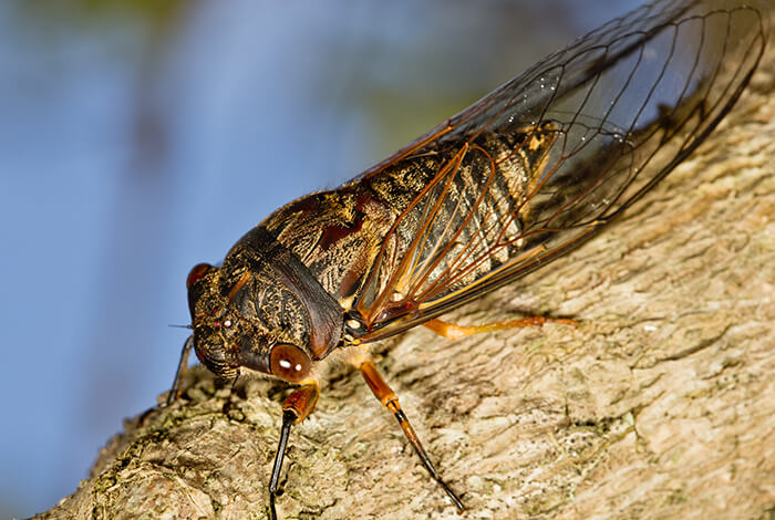 can dogs eat cicadas 2