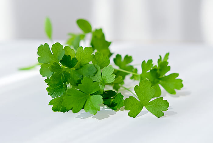 A sprig of fresh cilantro.