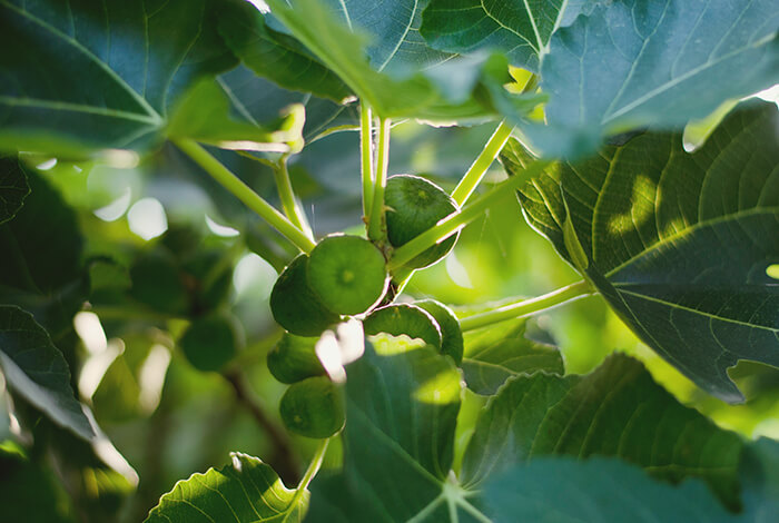 A fig plant filled with fig fruits.